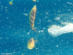 Seriola