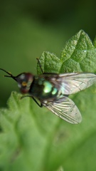 Neomyia cornicina
