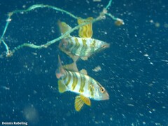 Seriola