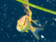 Seriola
