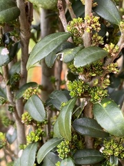 Osmanthus fragrans