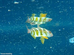 Seriola