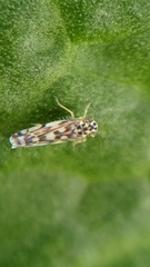 Eupteryx
