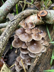 Psathyrella gracilis