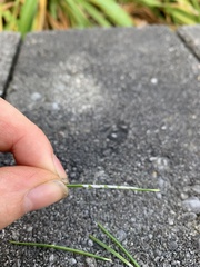 Chionaspis pinifoliae