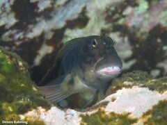 Ophioblennius atlanticus