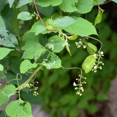 Serjania cardiospermoides