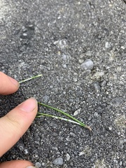 Chionaspis pinifoliae