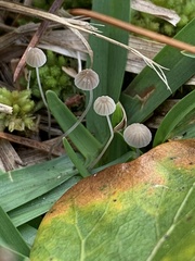 Coprinellus disseminatus