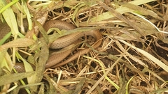 Duberria lutrix