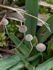 Coprinellus disseminatus