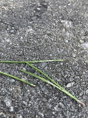 Chionaspis pinifoliae