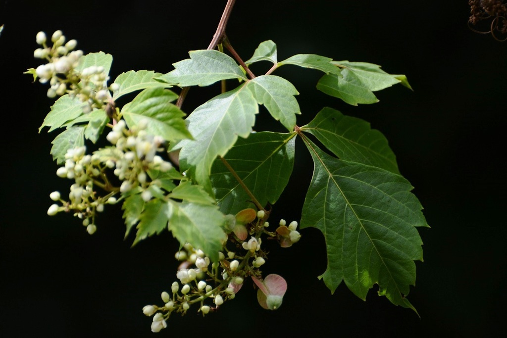 Serjania
