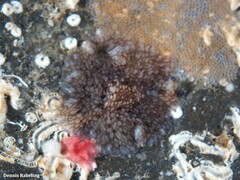 Pericelis cata