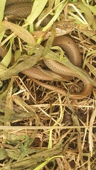 Duberria lutrix