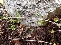 Adiantum capillus-veneris