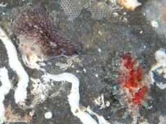 Pericelis cata