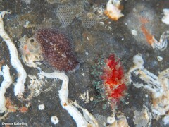 Pericelis cata