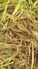 Duberria lutrix