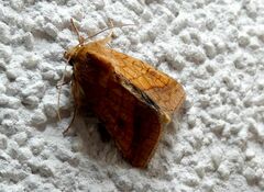 Pyrrhia umbra