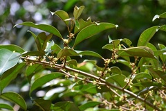 Chrysophyllum mexicanum