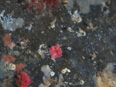Miniacina miniacea