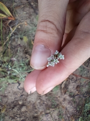 Torilis arvensis