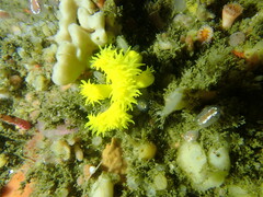 Dendrophyllia