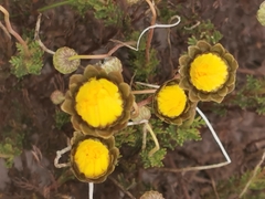 Cotula coronopifolia