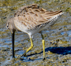 Limnodromus scolopaceus