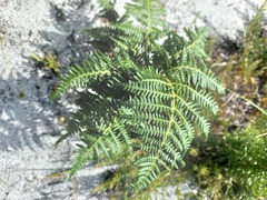 Pteridium aquilinum capense