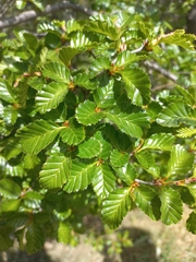 Nothofagus pumilio