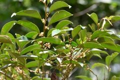 Chrysophyllum mexicanum