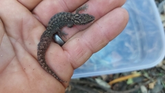 Afrogecko porphyreus