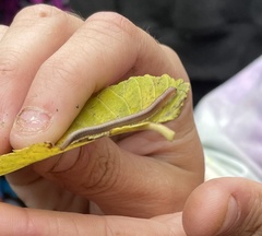 Parajulidae
