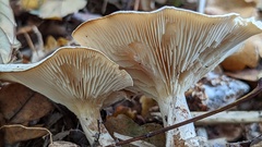 Clitocybe