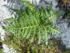 Pteridium aquilinum capense