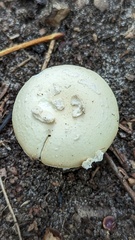 Amanita junquillea