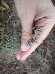 Torilis arvensis