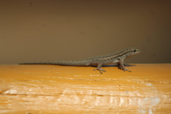 Lygodactylus capensis