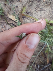 Torilis arvensis