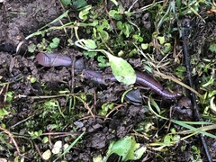 Lumbricus