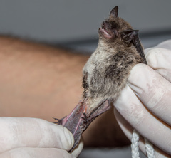 Myotis dinellii