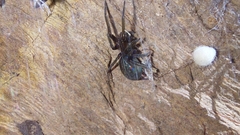 Phyxelididae