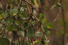Lonicera japonica