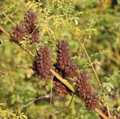 Glycyrrhiza echinata