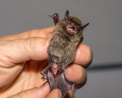 Eptesicus furinalis