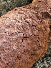 Fomitiporia punctata