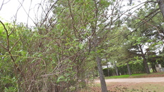 Prosopis strombulifera