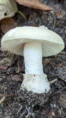 Amanita junquillea